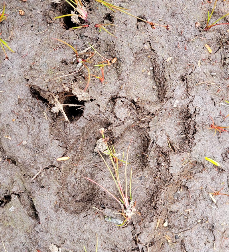Wolf Tracks in Cape Scott Park